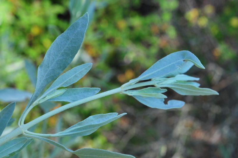 Halimium halimifolium / Cisto giallo